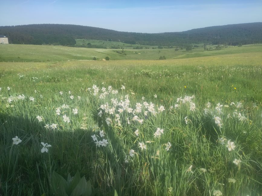 sur le plateau d'Aubrac, à Le Puy-en-Velay et jusqu'au Rhône...