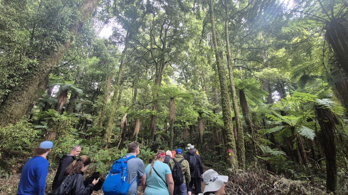 Whirinaki – Der Tag, an dem mich die Natur wieder gefunden hat