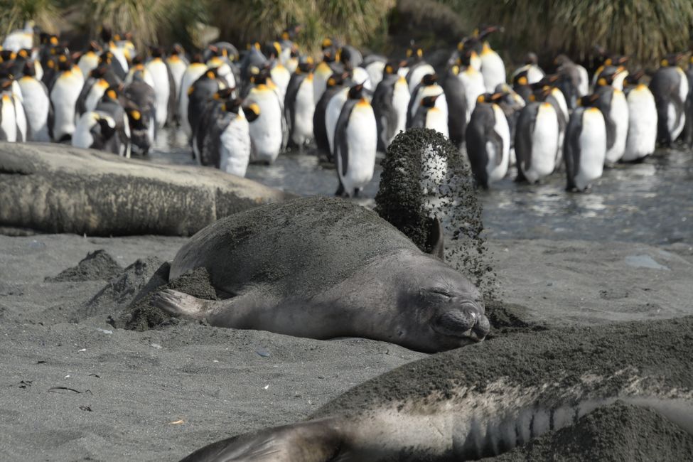 Königspinguine und Seeelefanten / King penguins and Elephant Seals