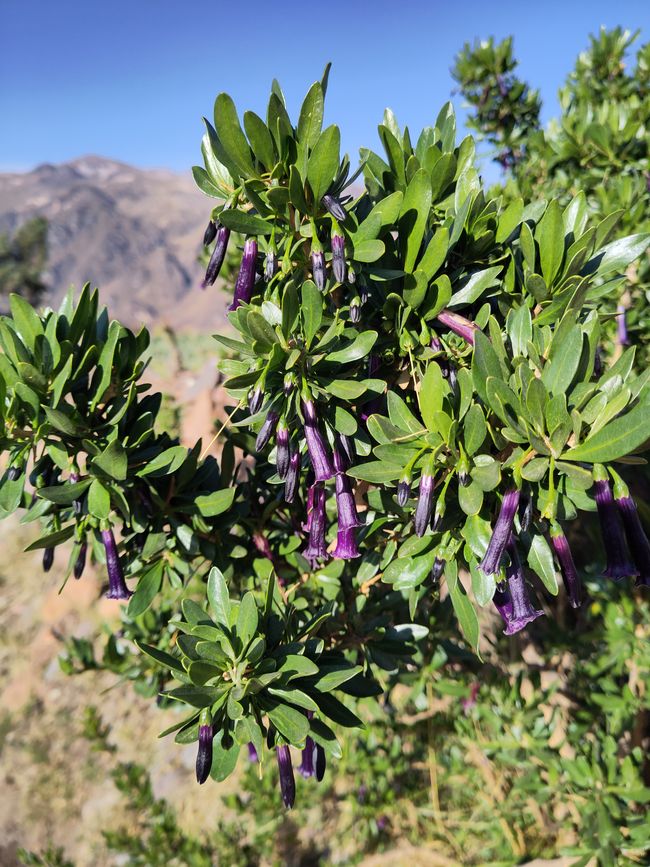 Arequipa: Beautiful Colca Canyon and the best almond peak in the world