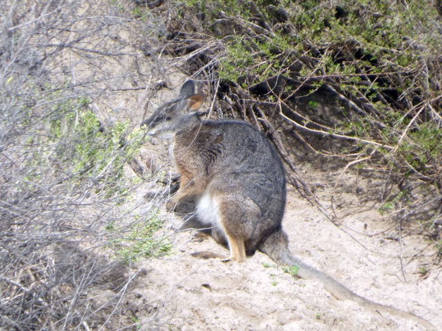 Kingscote - Victor Harbor - Hahndorf