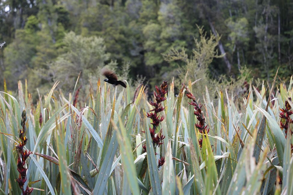 West Coast bis Jackson Bay