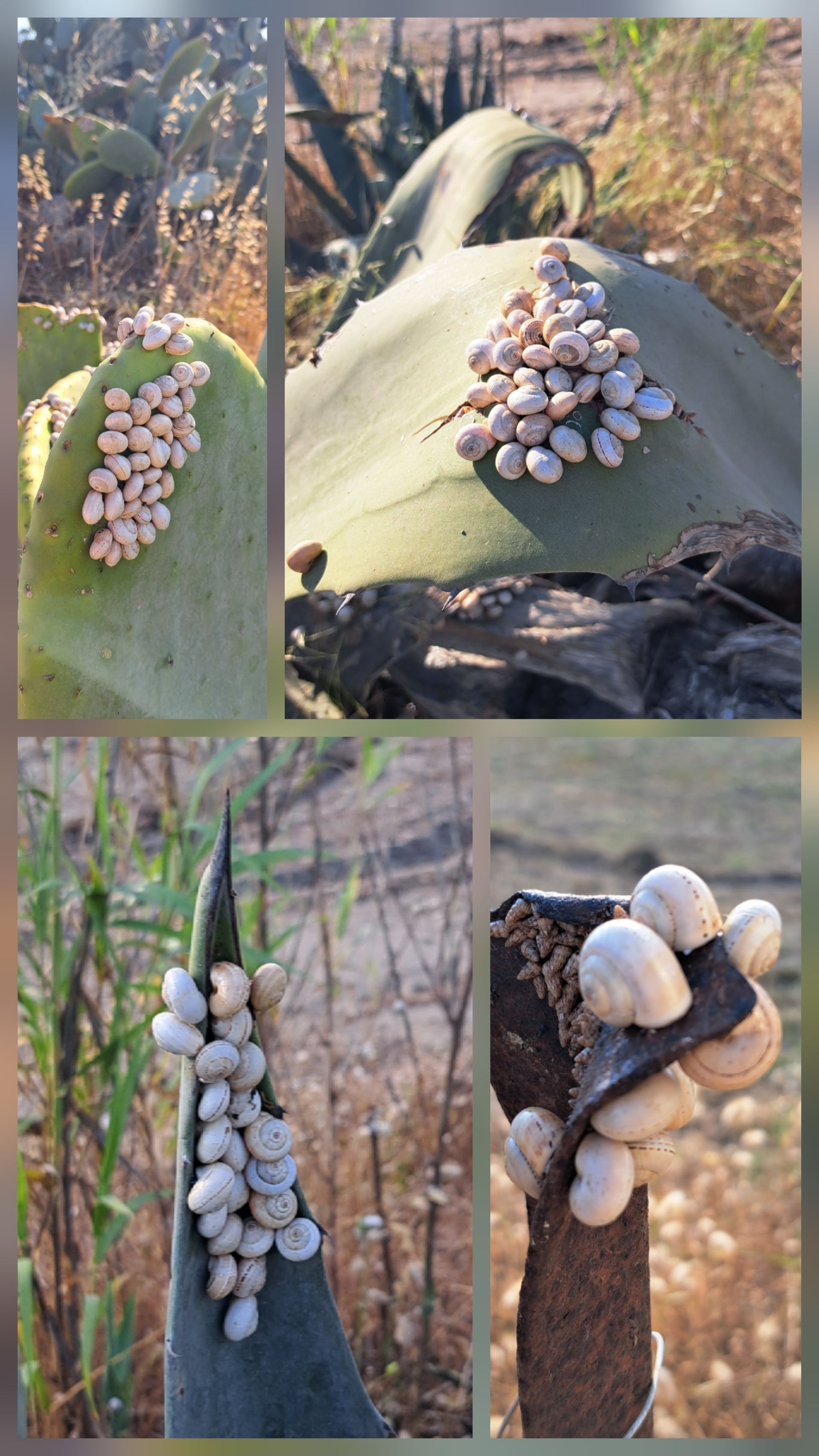 Gatherings of snails