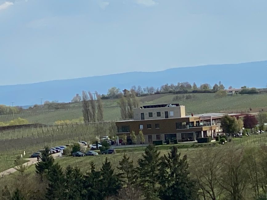 In der Ferne ist das Weingut Vögeli zu sehen