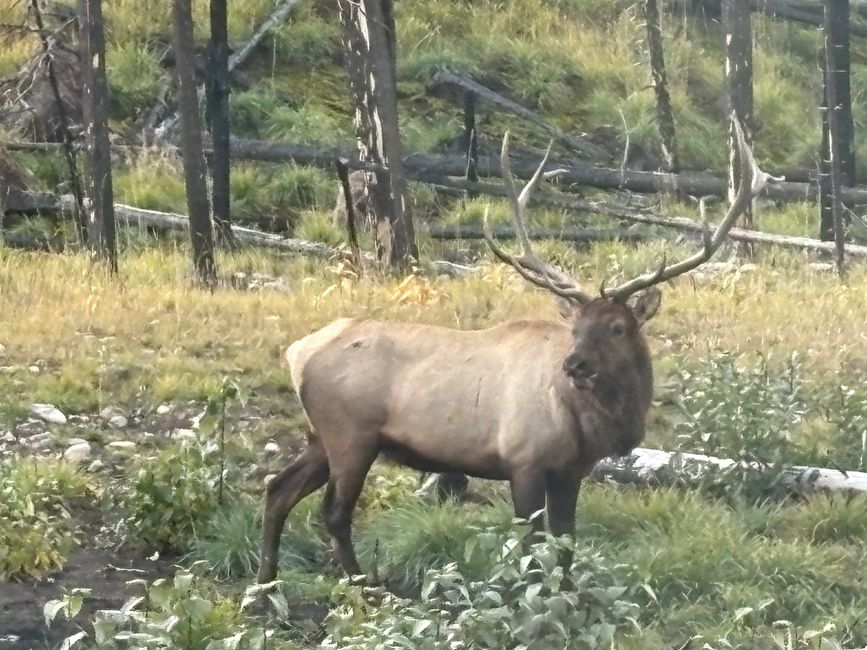 标签11 - 🏞️ 出发去贾斯珀 – 从购物中心的早餐到 wapiti 合租公寓