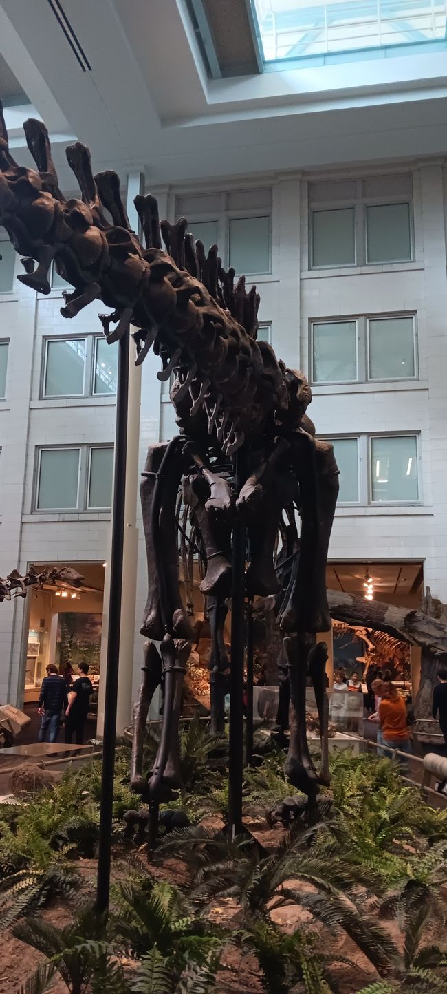 Museum of Natural History I