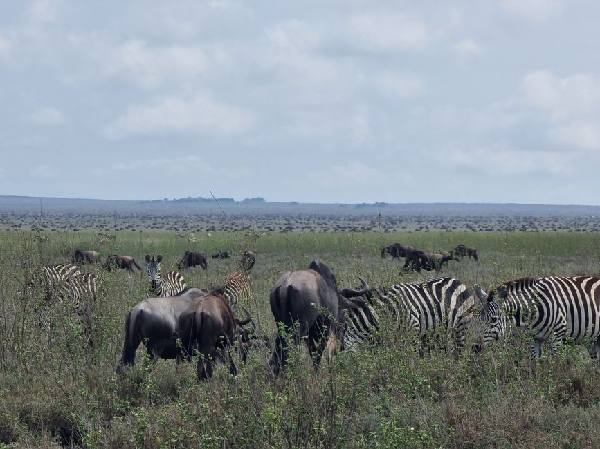 Tansania - Tag 5: Serengeti Nationalpark