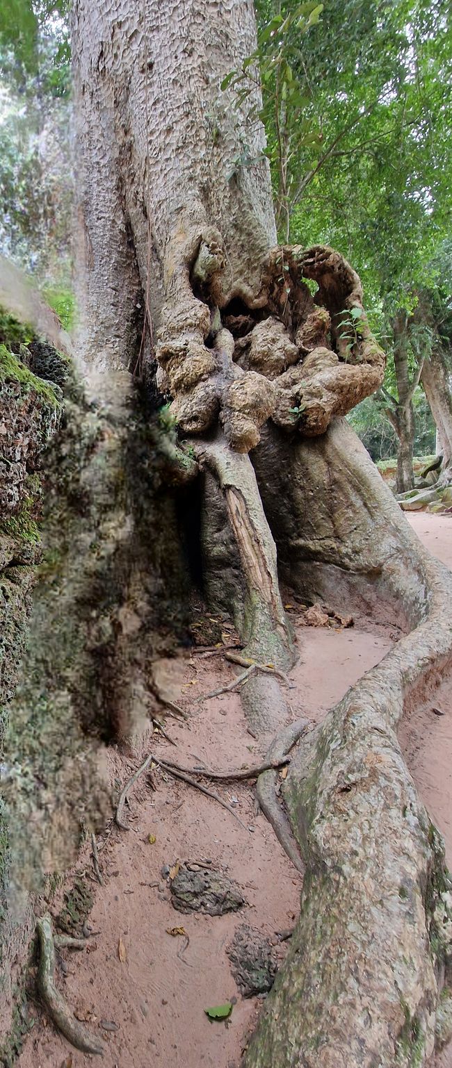 Baphuon und Ta Phrom - Himmelsleiter und himmlischer Ort
