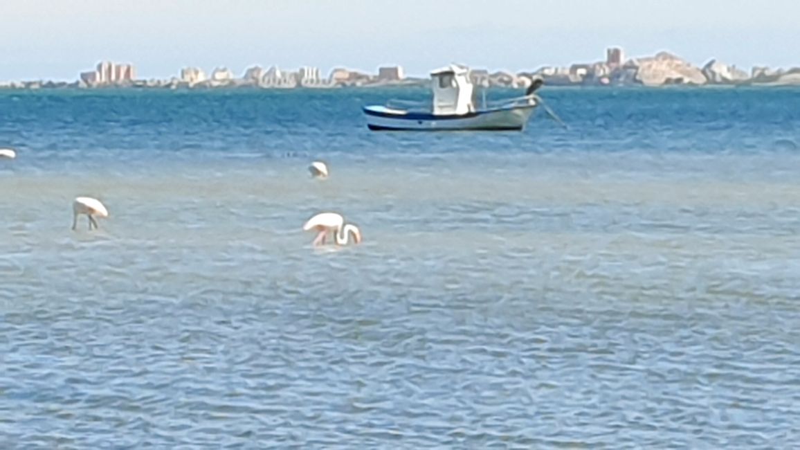 Alicante?...no grazie 609