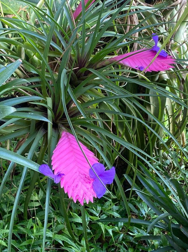 und Blumen, die mich zum Staunen bringen