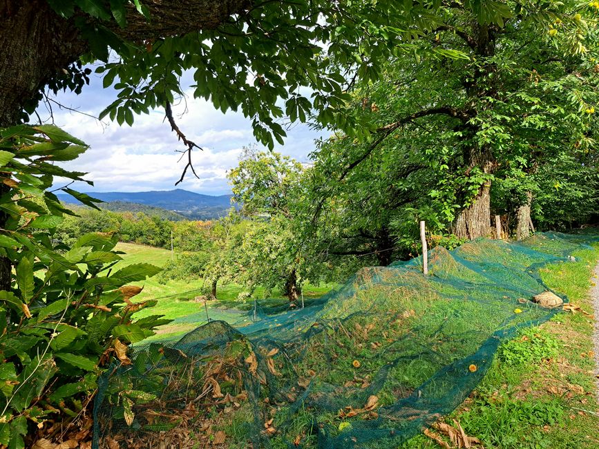 Professionelle Maronenernte...