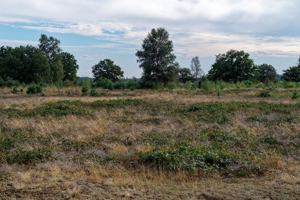 Radfahren in der Veluwe