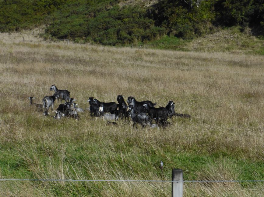 2025-03-11 Côte ouest NZL Partie 2