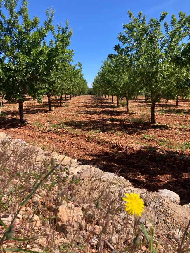 Wandern… von Santa Maria aus zum Tramuntana Gebirge…soweit meine Füße mich tragen