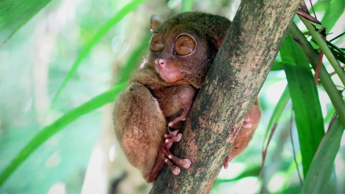 Tarsier oder Koboldmaki