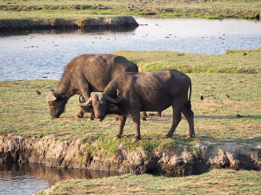 Botswana-fressen und gefressen werden