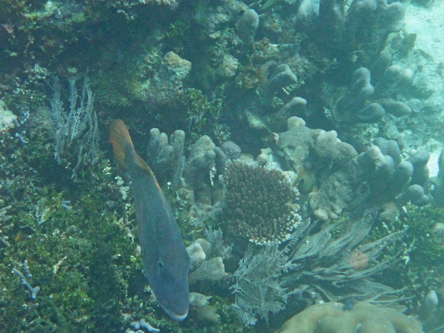 Waiag, Raja Ampat, Indonesia