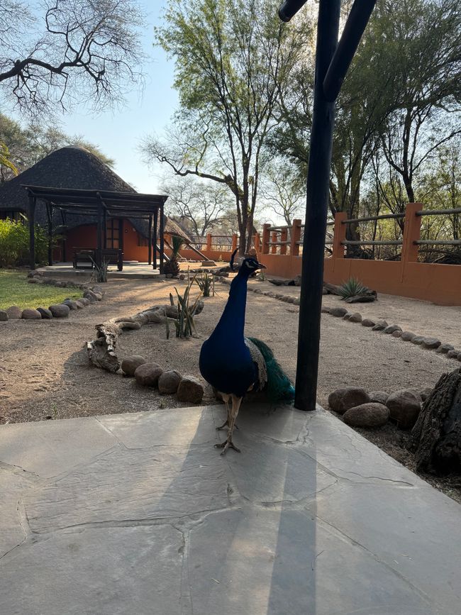 Namibia 2k25 🦓🏜️🐘