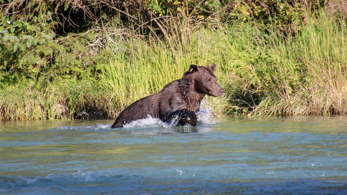 Etiqueta 26: Río Chilkoot - gran cine de osos & sesión de fotos con 'Lulu'