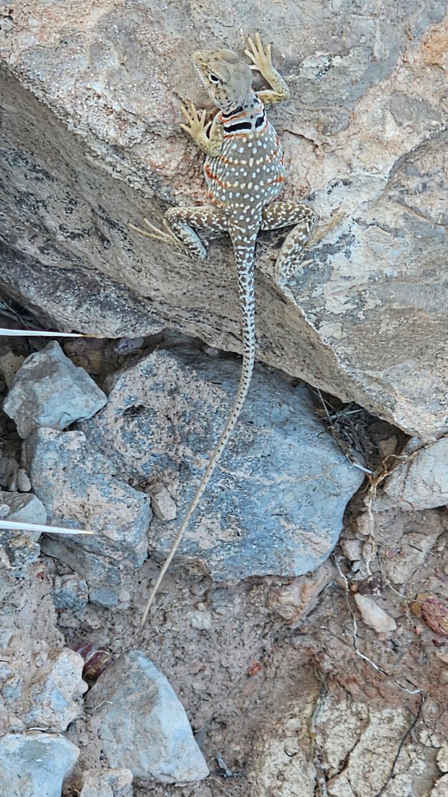 Big Bend Nationalpark