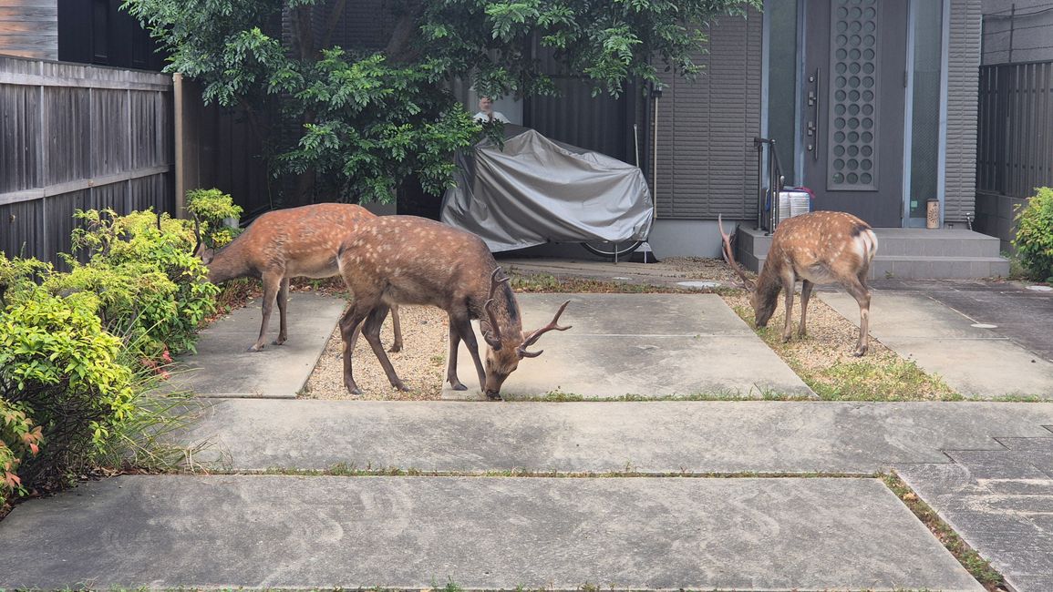 Die letzte Woche in Nara 😢🫠