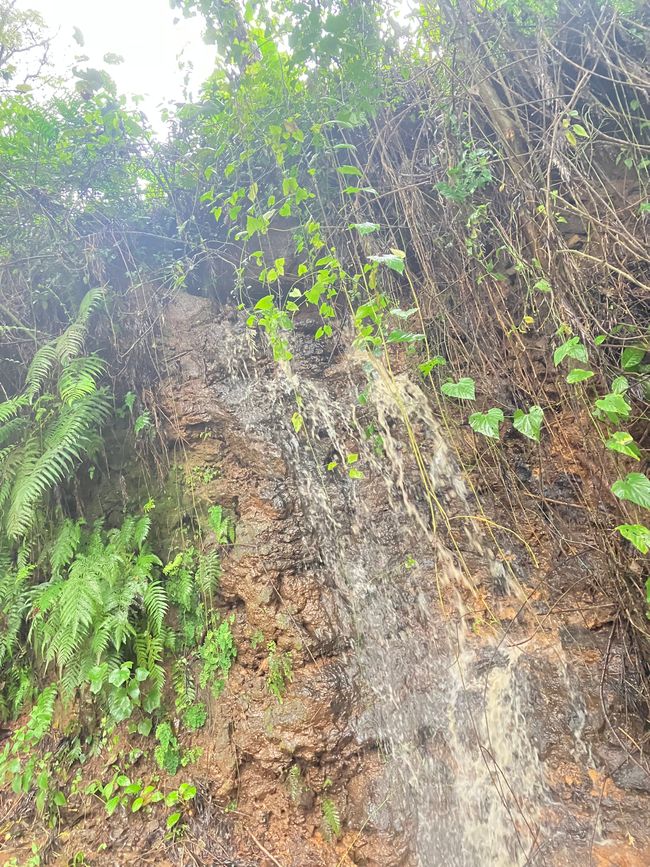 En las Montañas Usambara