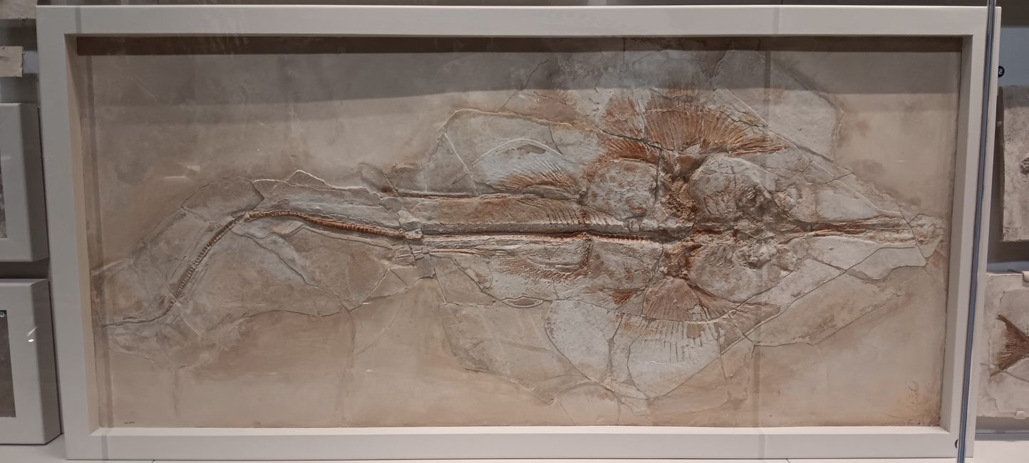 Museum of Natural History I
