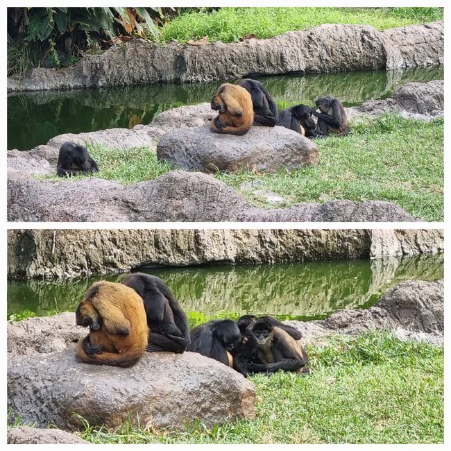 Tag drei: Zoo Aurora und Stadtteil Cayala