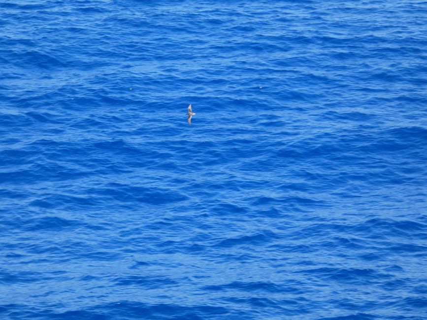 Traversata dall'Isola Robinson Crusoe all'Isola di Pasqua - 4 giorni in mare