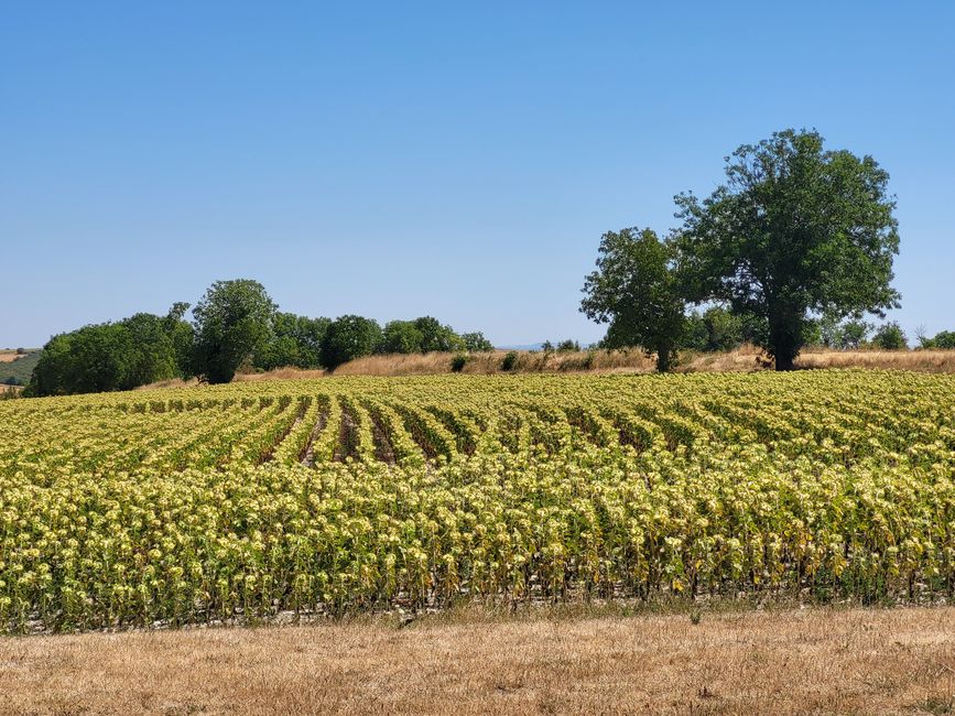 Feld bei Charroux