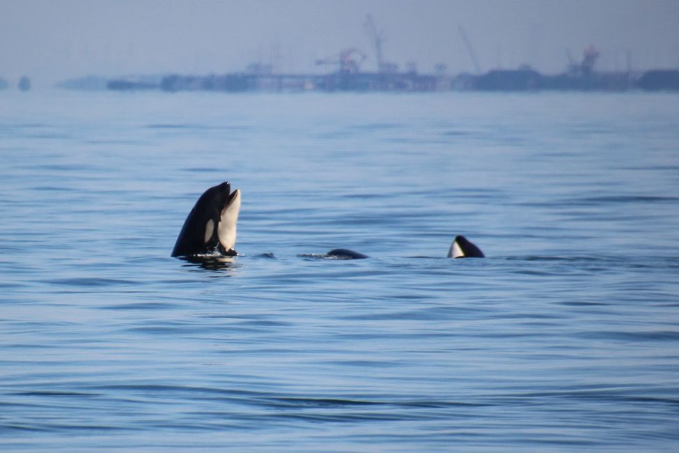 Orcas jugando