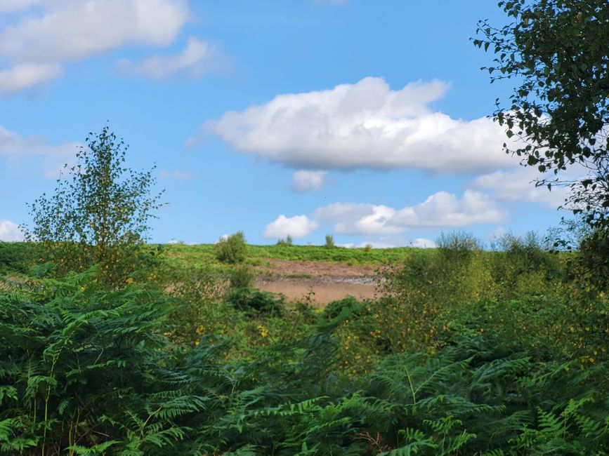 Dalby Forest