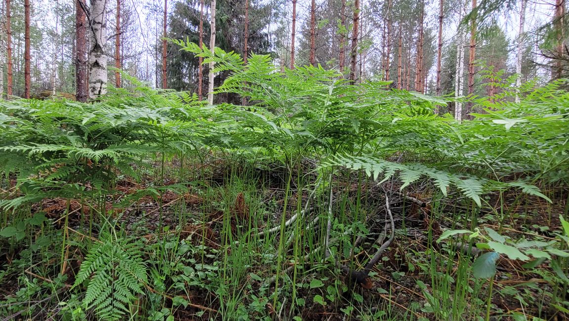 Finnland 31.Mai-14.Juni 2024/10.Juni