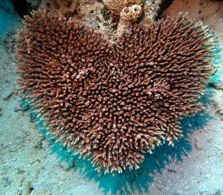 Travis auf Tauchsafari in Raja Ampat