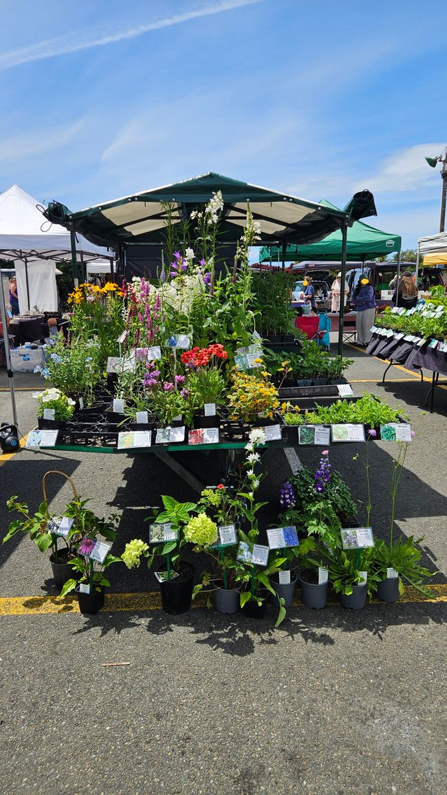 Motueka - Nelson Lakes National Park