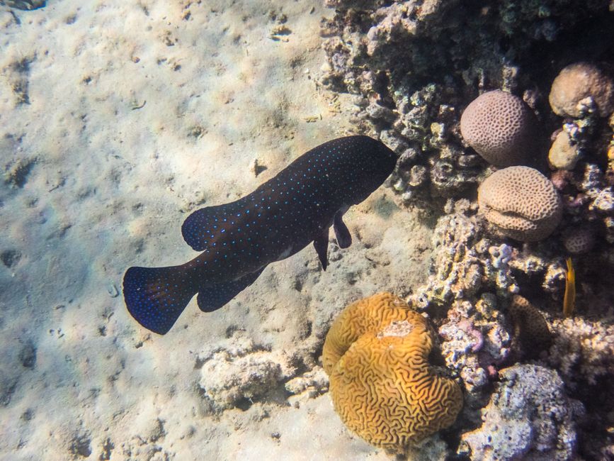 Poisson-perche à points bleus