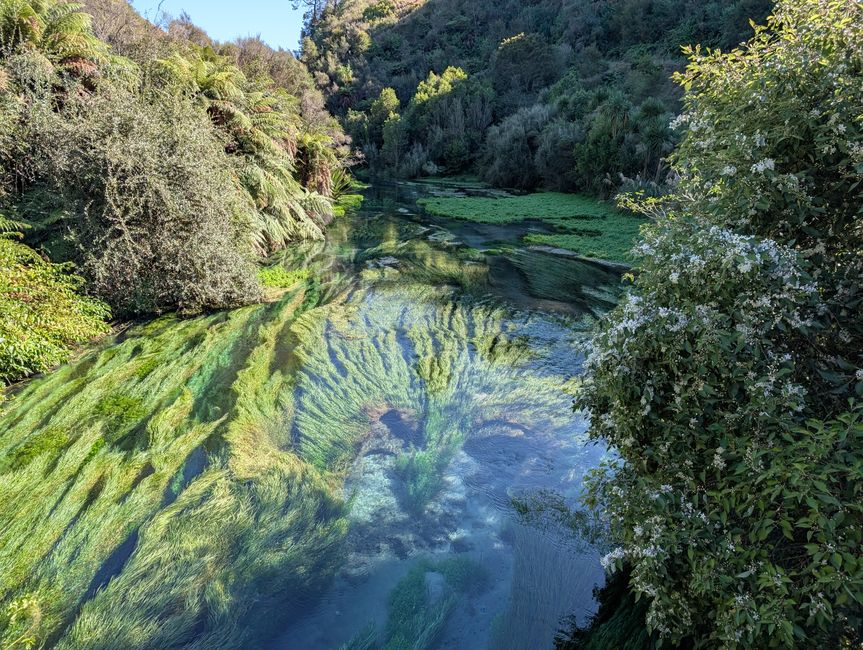 Wairere falls & Te Waihou walkway