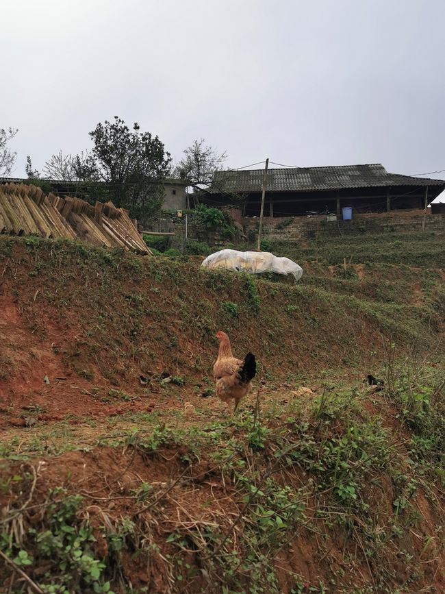 Hacia el norte montañoso hacia SaPa