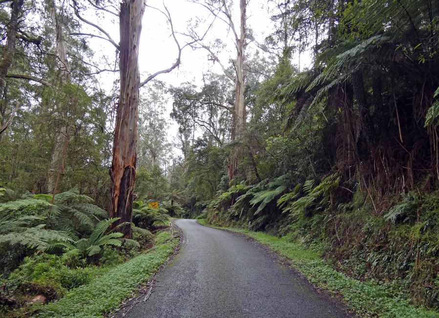 Tarra-Bulga-Nationalpark