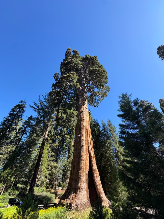 Sequoia National Park