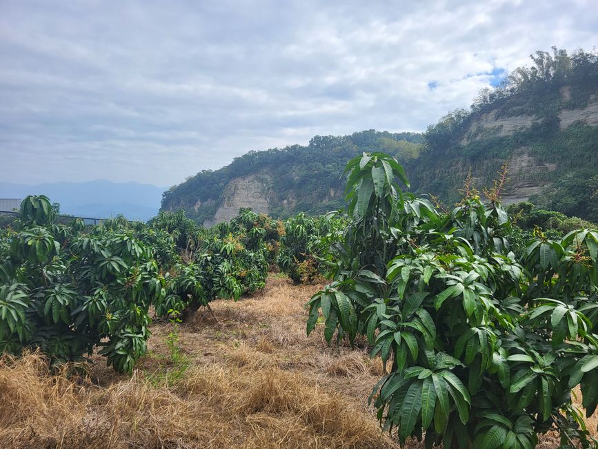 Coffee Road, 36 Kehren, Wälder und Teeplantagen!