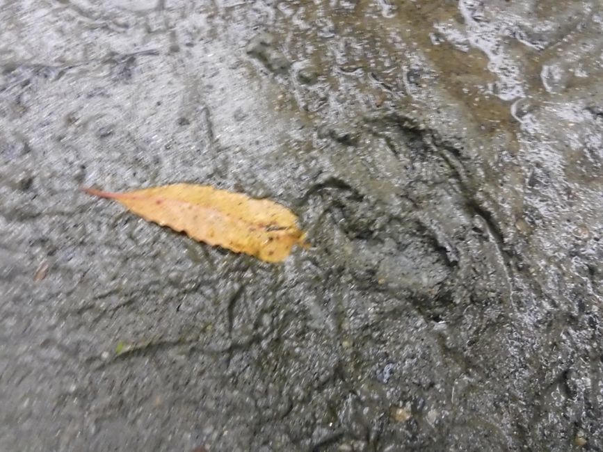 Trace de cerf