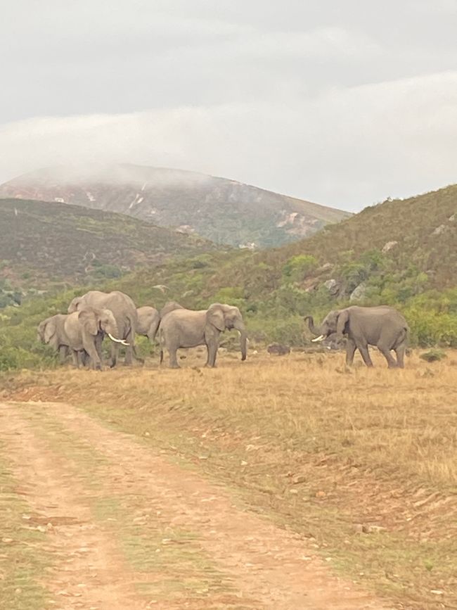 Elephant Hide, Knysna