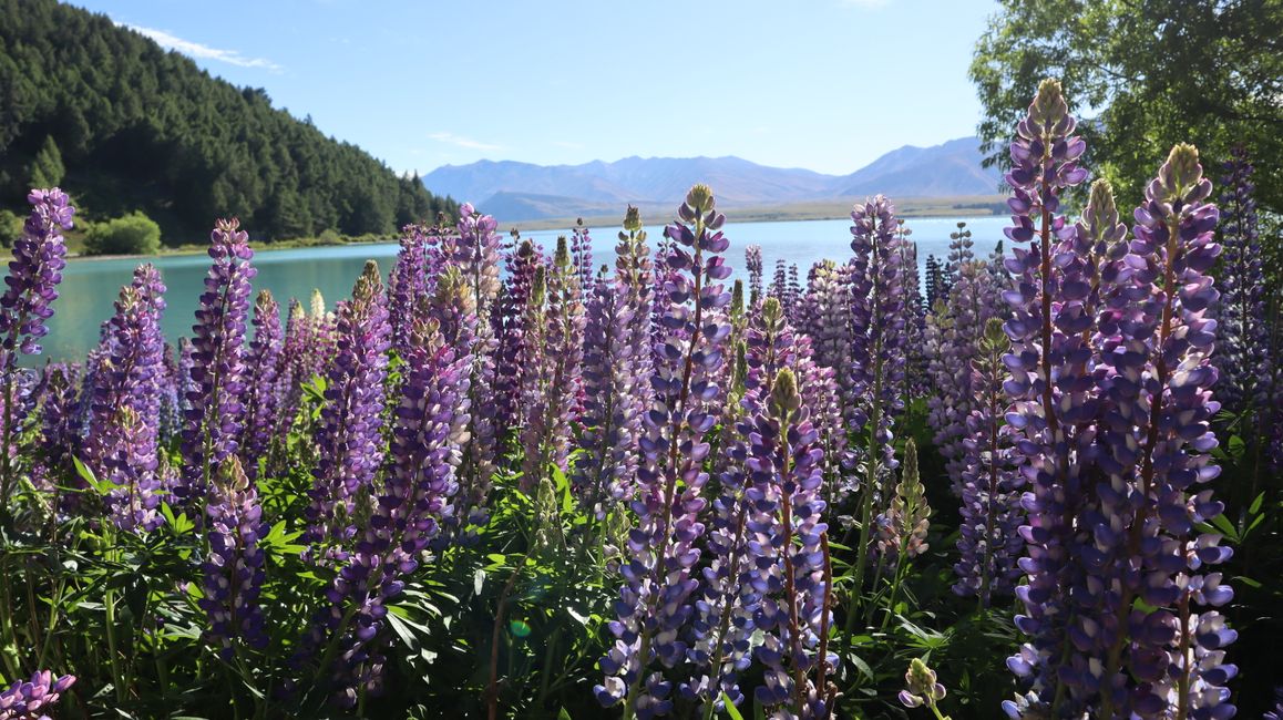 Lupins au lac Tekapo