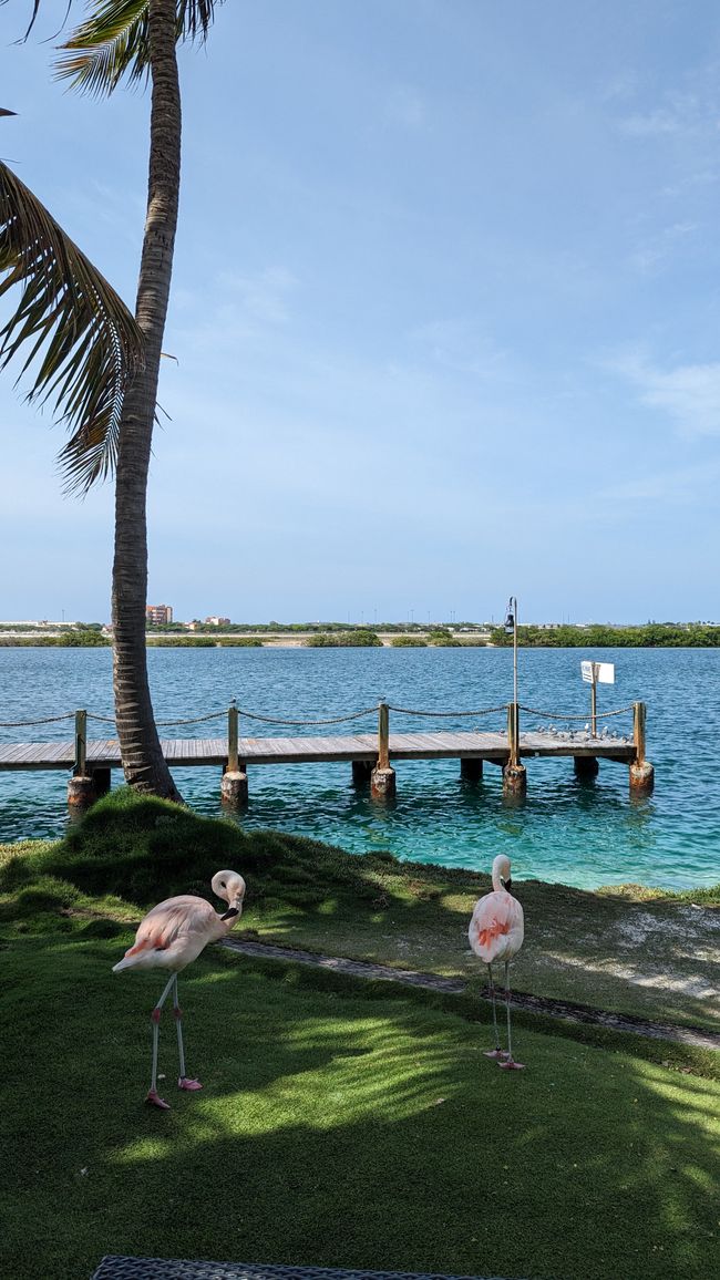 Flamingo Insel (Renaissance Island)