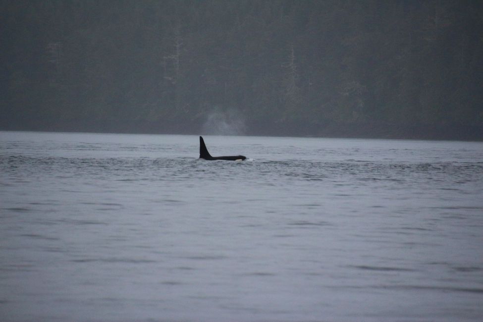 Tour de Observación de Ballenas de Seasmoke