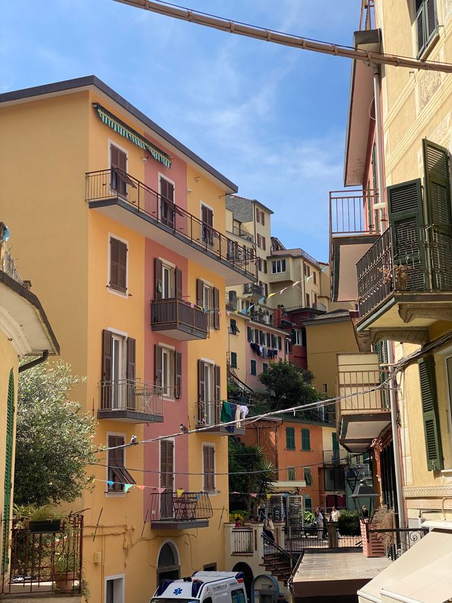 Manorola 