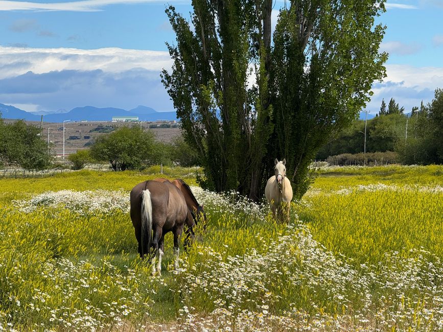 El Calafate
