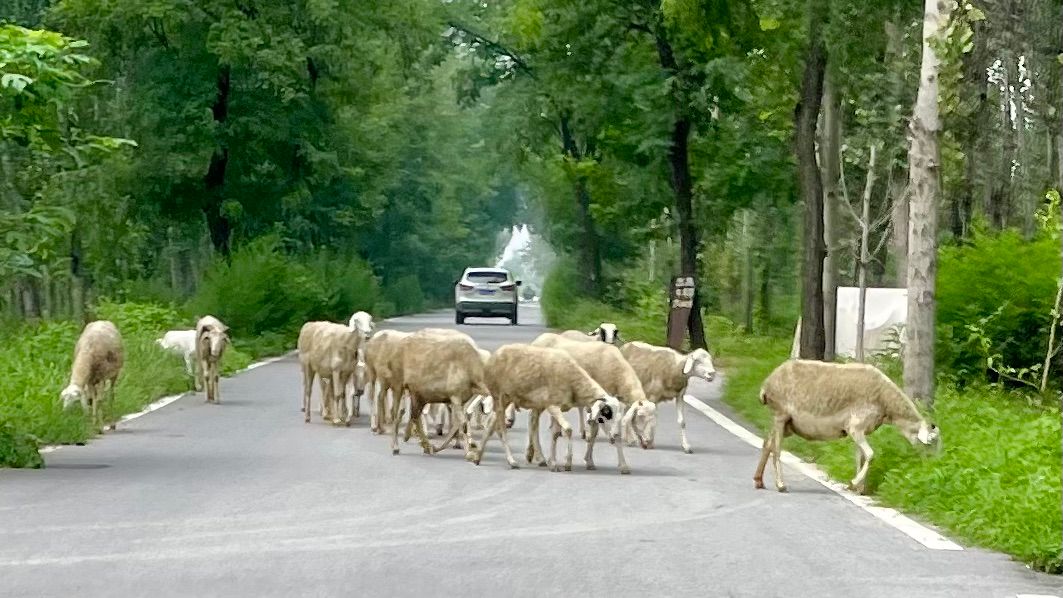 Eher selten: Kleine Schafherde vor dem Dorf Hexicun