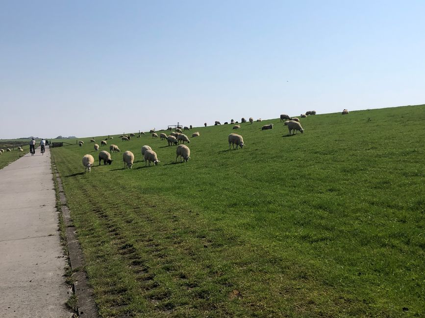 Finalmente: las ovejas aún están en el dique